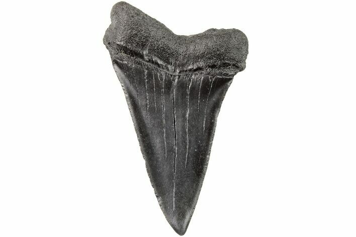 Fossil Broad-Toothed Mako Tooth - South Carolina #204774